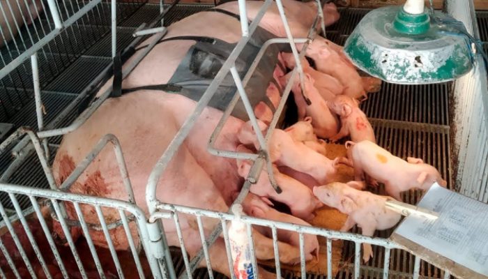 Tecnologia e bem-estar animal: startup paranaense avança na suinocultura com apoio do Anjo Inova...