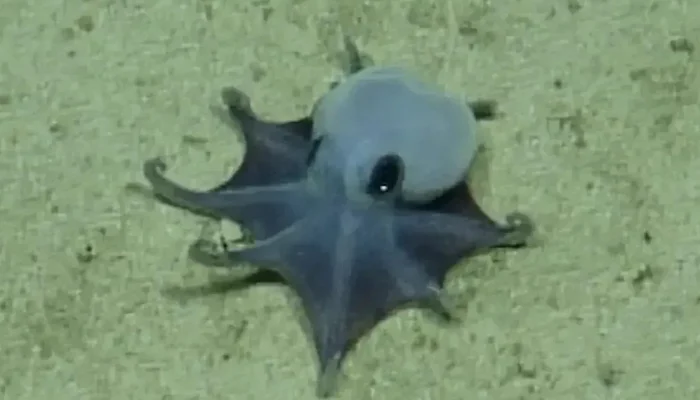 Azul e do tamanho de uma bola de golfe, polvo é encontrado por pesquisadores e não era de espé...