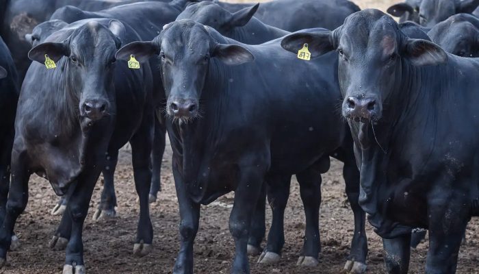 © CNA/ Wenderson Araujo/Trilux