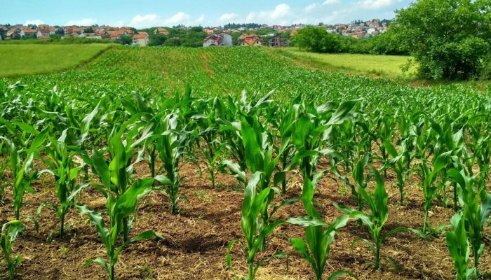 Agricultura  • Banco de imagens/Pexels/Flambo