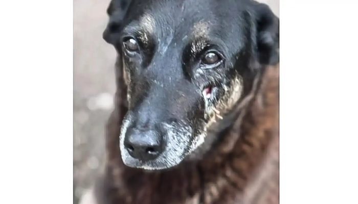 © Polícia Civil de Santa Catarina