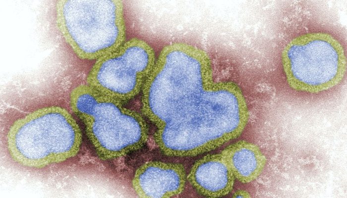 Influenza, vírus da gripe  • CDC/Unsplash