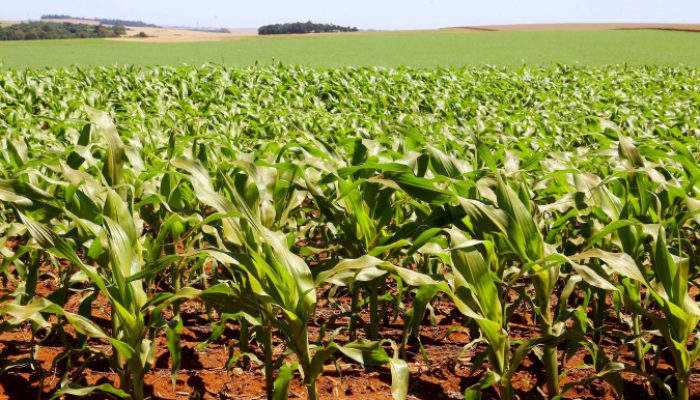 Safra milho 2020. Foto:Jaelson Lucas / AENFoto: Jaelson Lucas/Arquivo AEN